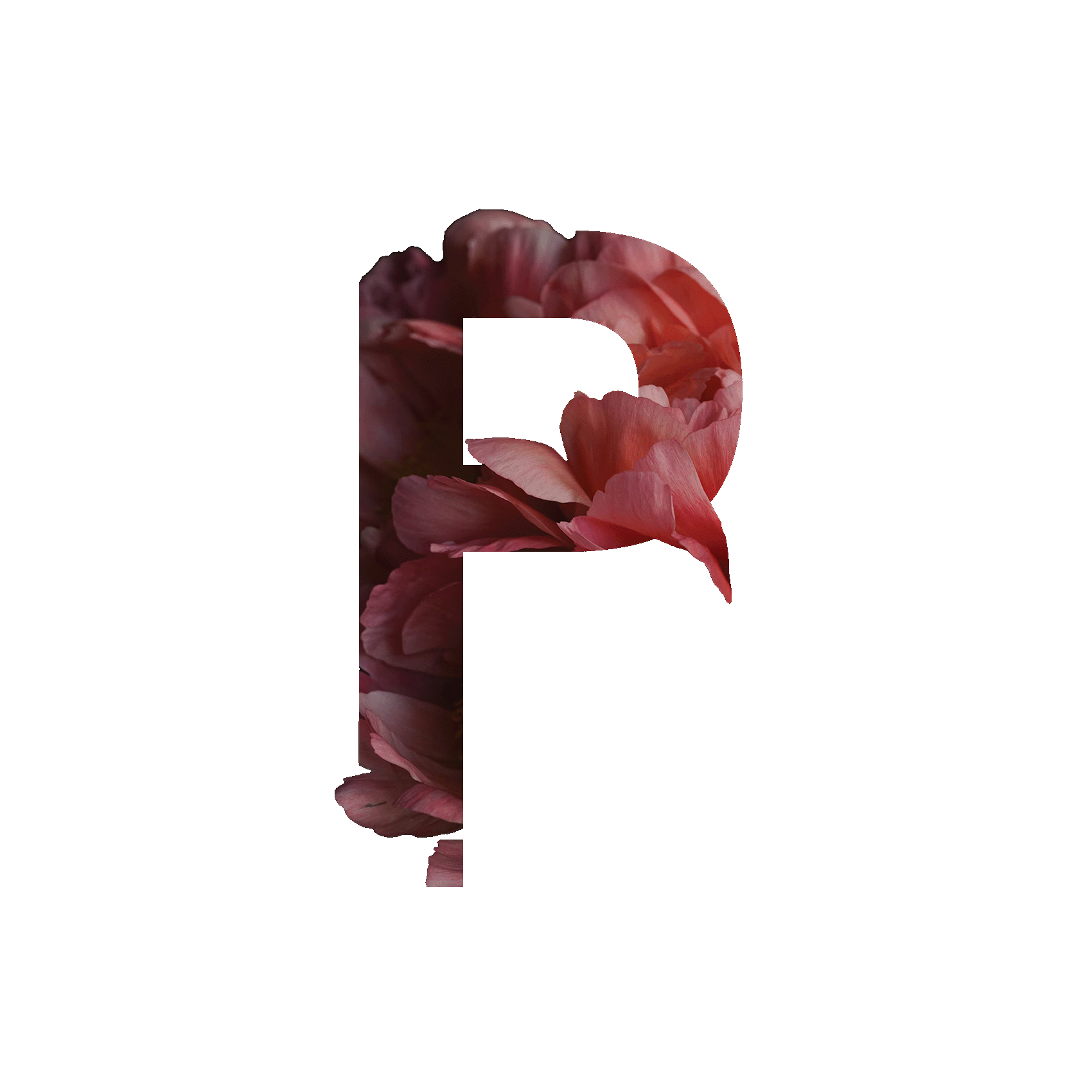 A capital, sans-serif 'P' letterform bursting with pink peony petals.