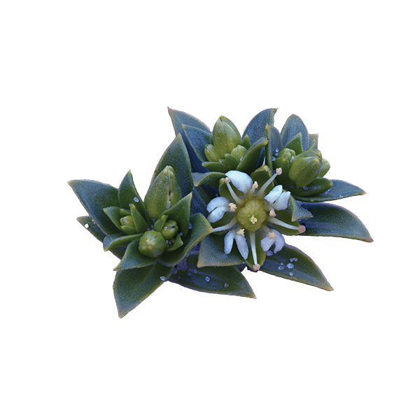 A close-cut image of a native plant to Churchill, MB.